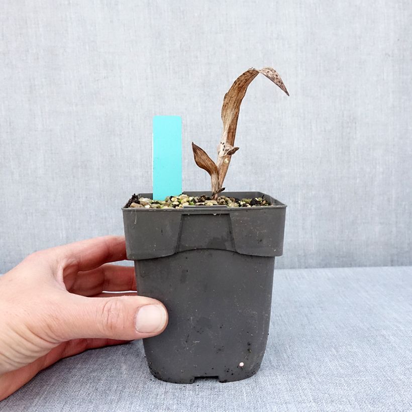 Exemplaar van Epipactis veratrifolia - Wespenorchis Pot van 1 l/1,5 l zoals geleverd in de lente