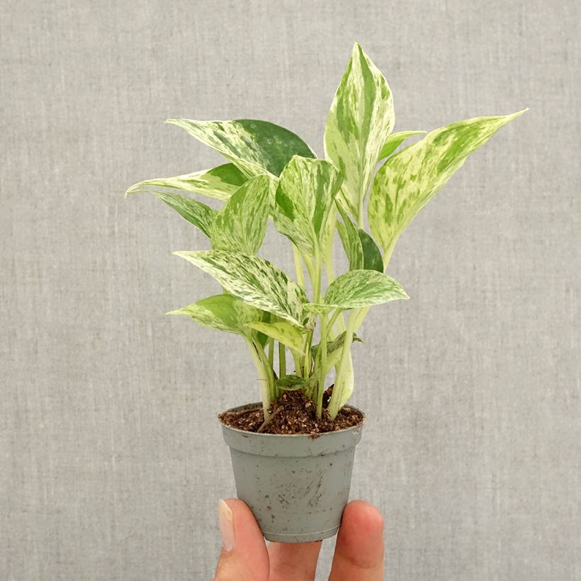 Exemplaar van Pothos Marble Queen - Epipremnum aureum Mini-kamerplanten zoals geleverd in de herfst