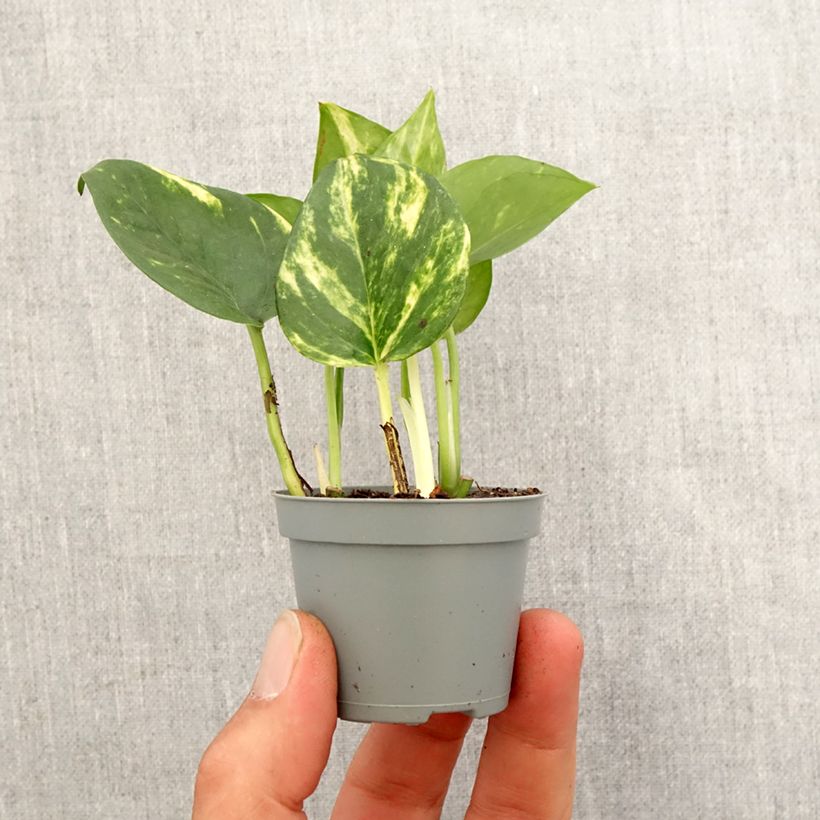 Exemplaar van Pothos - Epipremnum aureum Mini-kamerplanten zoals geleverd in de lente