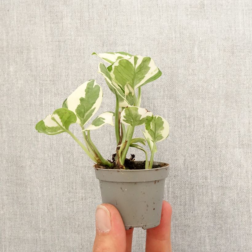 Exemplaar van Pothos N'joy - Epipremnum Mini-kamerplanten zoals geleverd in de lente