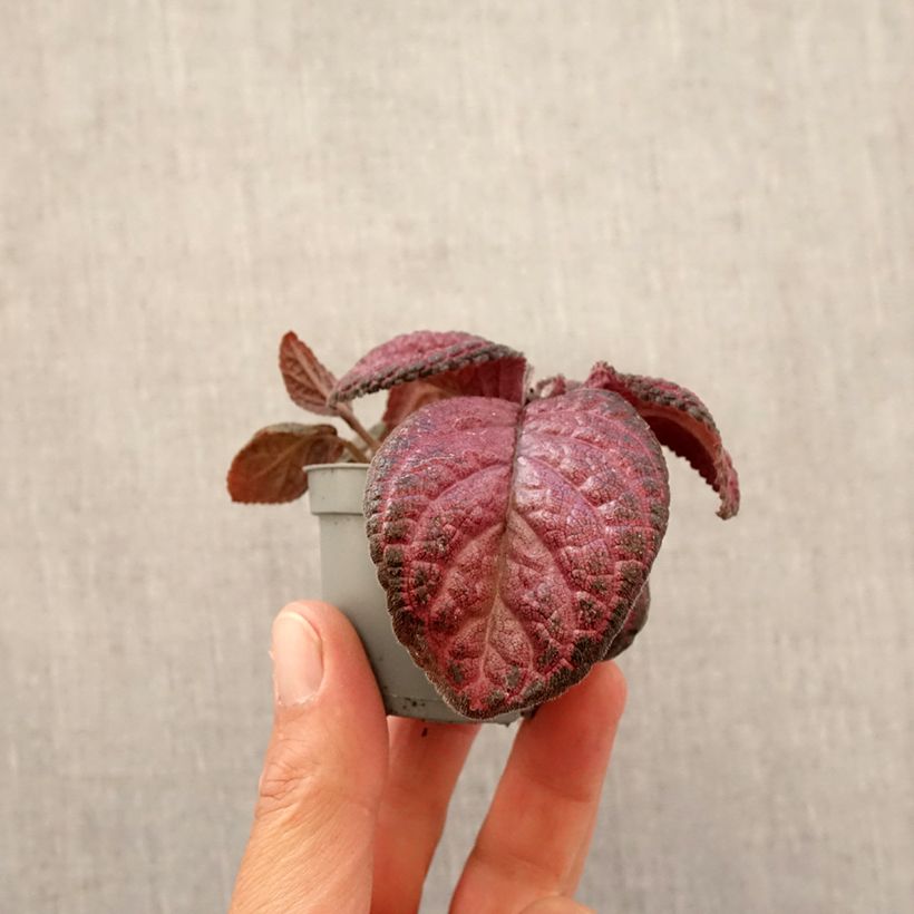 Exemplaar van Episcia Malayan Gem - Vlamviolet Mini-kamerplanten zoals geleverd in de lente