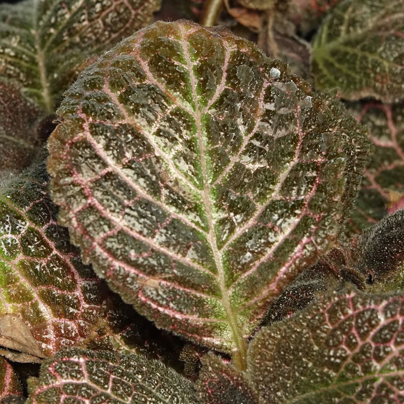 Episcia Pink Acajou - Vlamviolet (Blad)