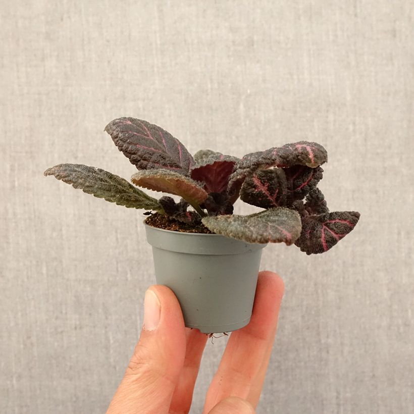 Exemplaar van Episcia Pink Acajou - Vlamviolet Mini-kamerplanten zoals geleverd in de lente