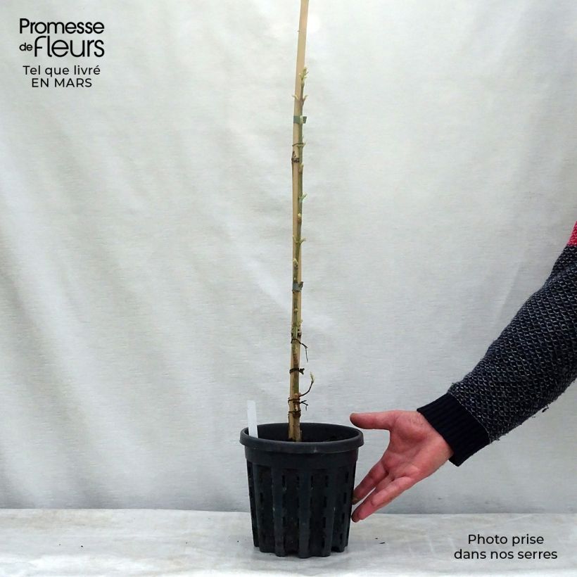 Exemplaar van Acer negundo Flamingo - Vederesdoorn Pot van 3 l/4 l zoals geleverd in de lente