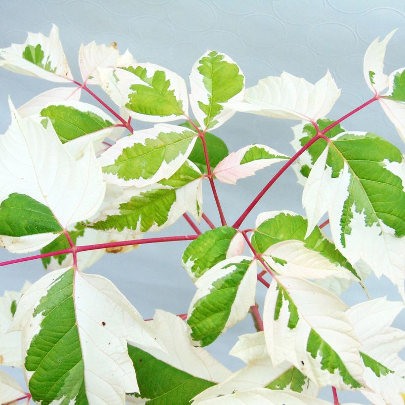 Acer negundo Flamingo - Vederesdoorn (Blad)