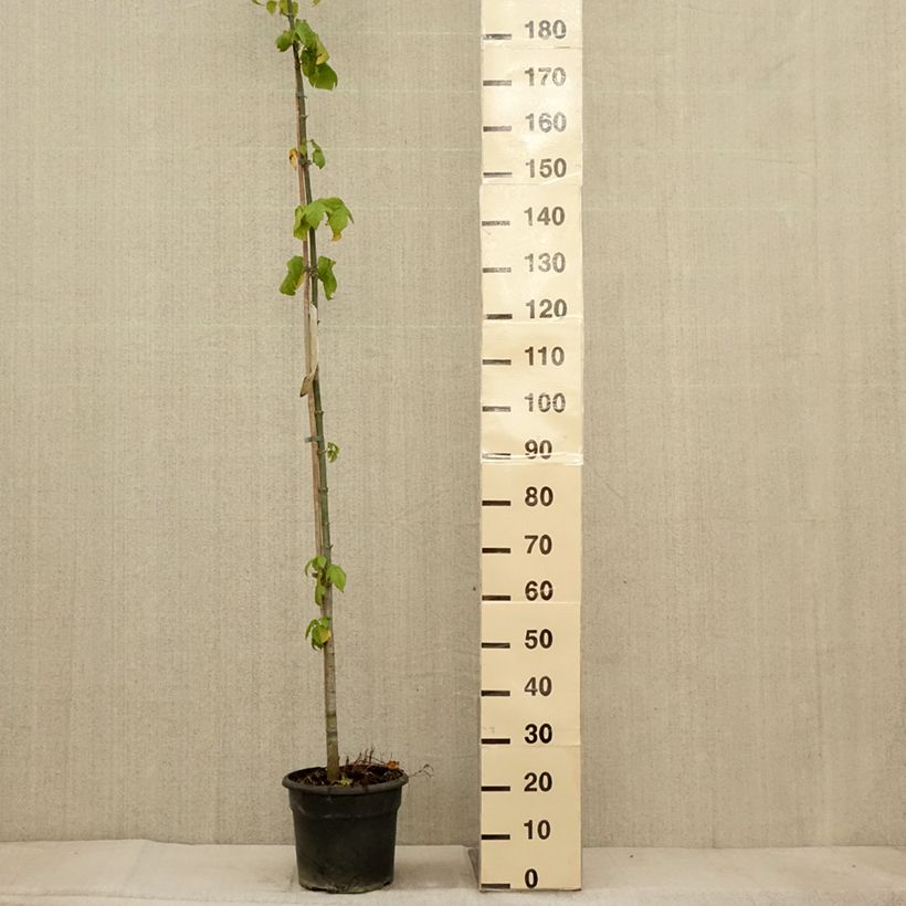 Exemplaar van Érable à feuille de frêne - Acer negundo Pot de 7,5L/10L zoals geleverd in de herfst