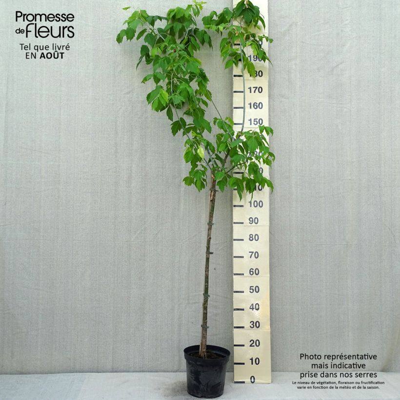 Exemplaar van Acer negundo Kellys Gold - Vederesdoorn Pot van 3 l/4 l zoals geleverd in de zomer