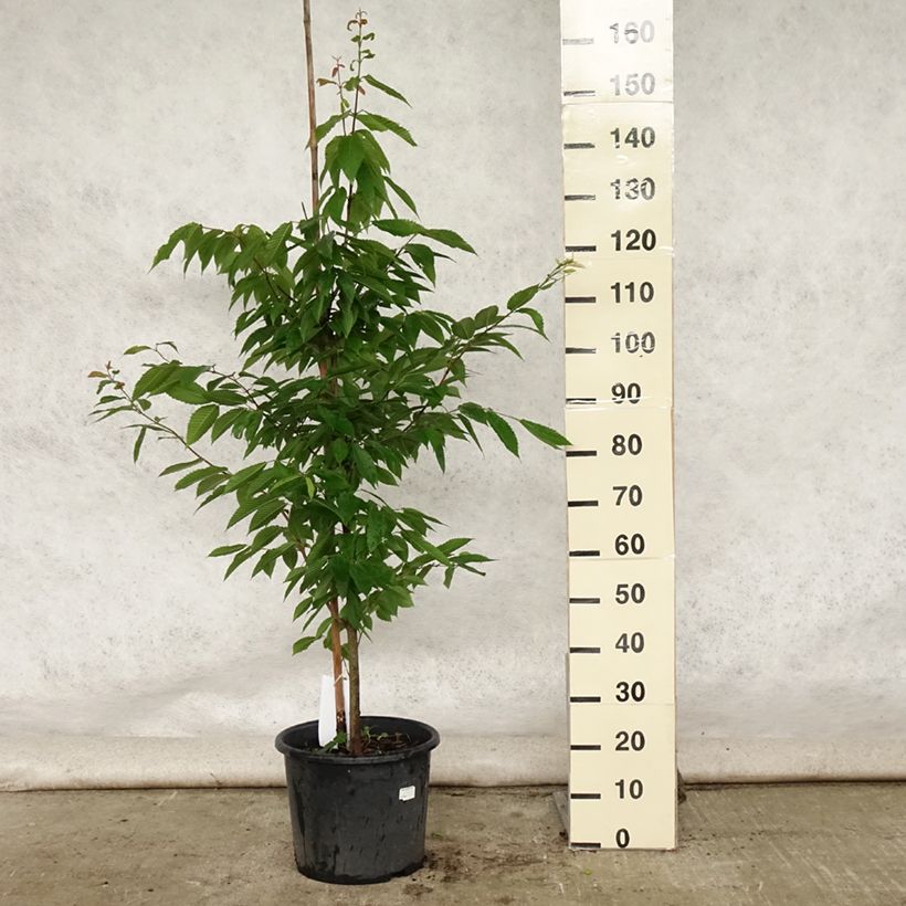 Exemplaar van Acer carpinifolium - Haagbeukbladige esdoorn Pot van 7,5 l/10 l, Kroonhoogte zoals geleverd in de zomer