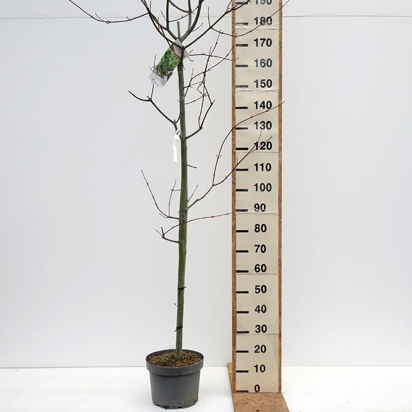 Exemplaar van Acer capillipes - Slangenhuidesdoorn Pot van 7,5 l/10 l, Kroonhoogte zoals geleverd in de herfst