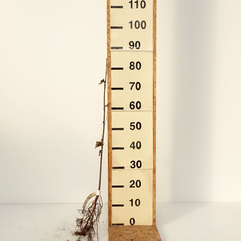 Exemplaar van Acer saccharinum - Zilveresdoorn Naakte wortel zoals geleverd in de winter