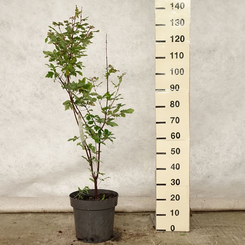 Exemplaar van Acer griseum - papieresdoorn Pot van 7,5 l/10 l zoals geleverd in de zomer