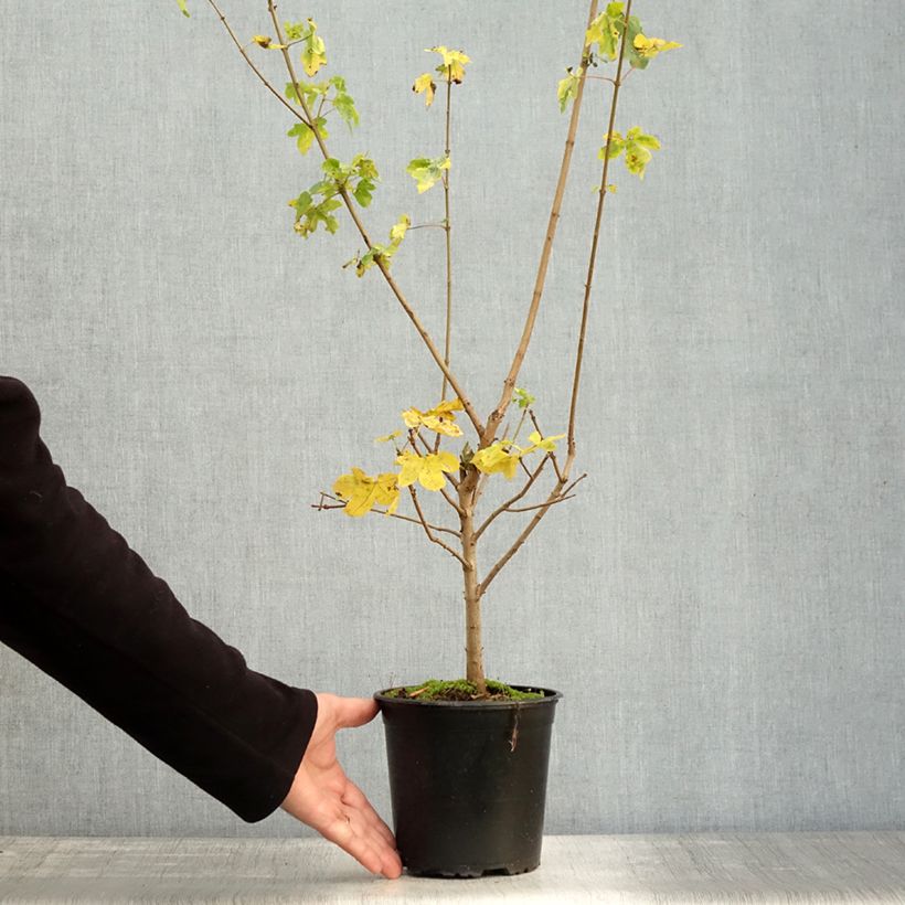 Exemplaar van Acer campestre - Veldesdoorn Pot van 2 l/3 l zoals geleverd in de herfst