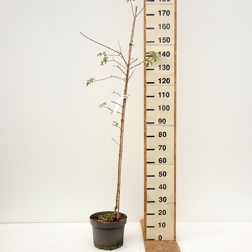 Exemplaar van Acer campestre Carnival - Veldesdoorn Pot van 12 l/15 l, Kroonhoogte zoals geleverd in de herfst