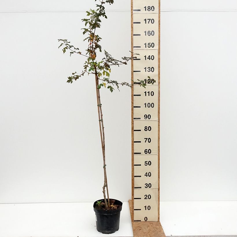 Exemplaar van Acer campestre Magic Spring - Veldesdoorn Pot van 7,5 l/10 l, Stengel zoals geleverd in de herfst