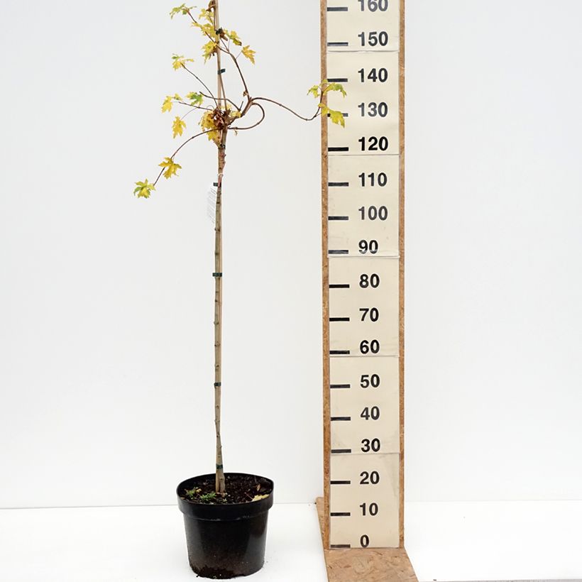 Exemplaar van Acer campestre Postelense - Veldesdoorn Pot van 7,5 l/10 l, Stengel zoals geleverd in de herfst