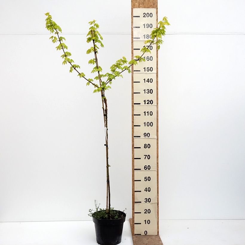 Exemplaar van Acer campestre Postelense - Veldesdoorn Pot van 7,5 l/10 l, Stengel zoals geleverd in de lente