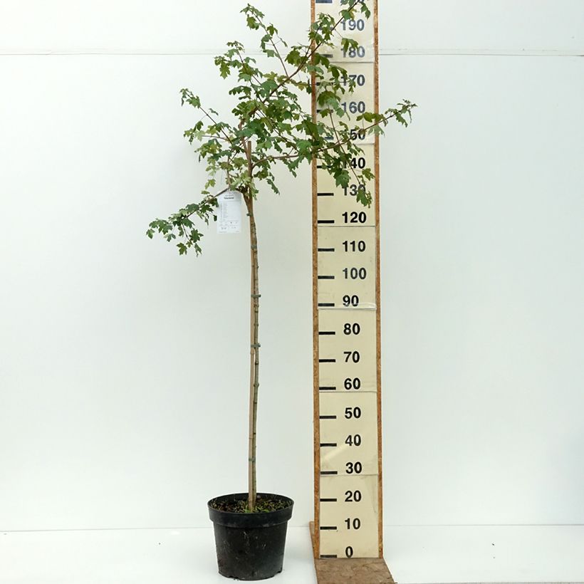 Exemplaar van Acer campestre Pulverulentum - Veldesdoorn Pot van 7,5 l/10 l, Stengel zoals geleverd in de zomer