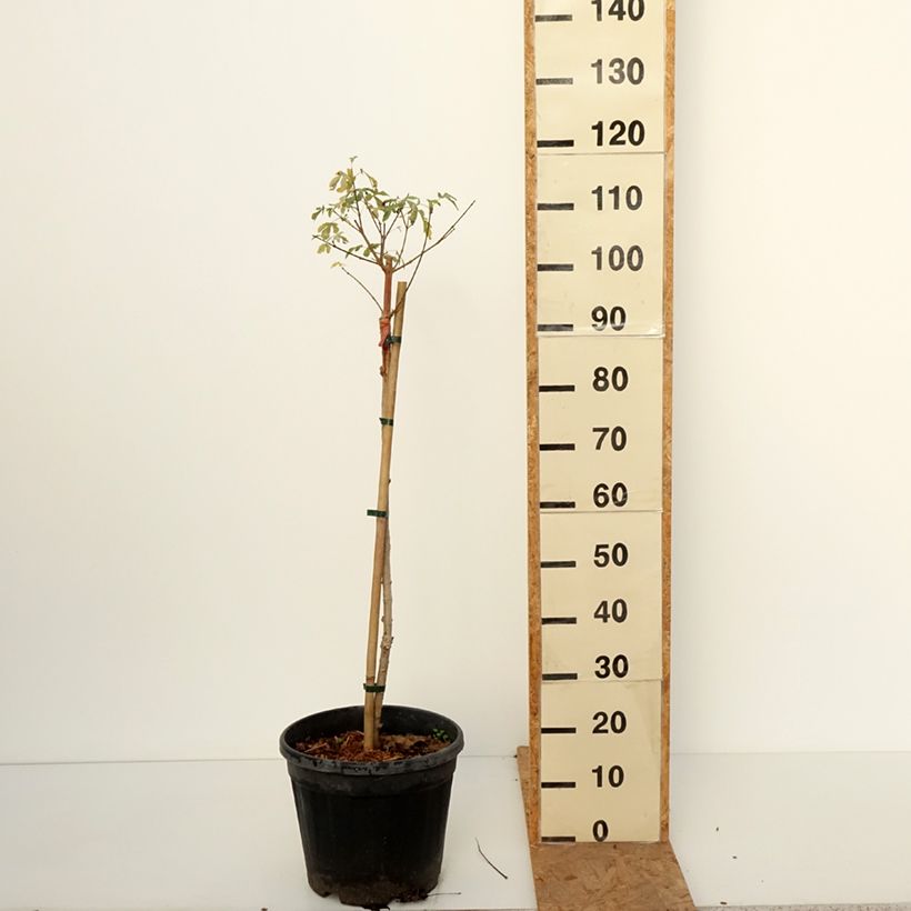 Exemplaar van Acer campestre Silver Celebration - Veldesdoorn Pot van 7,5 l/10 l, Stengel zoals geleverd in de herfst