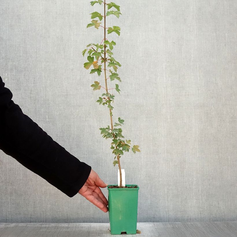 Exemplaar van Erable de Montpellier - Acer monspessulanum Pot de 10 cm/11cm zoals geleverd in de herfst