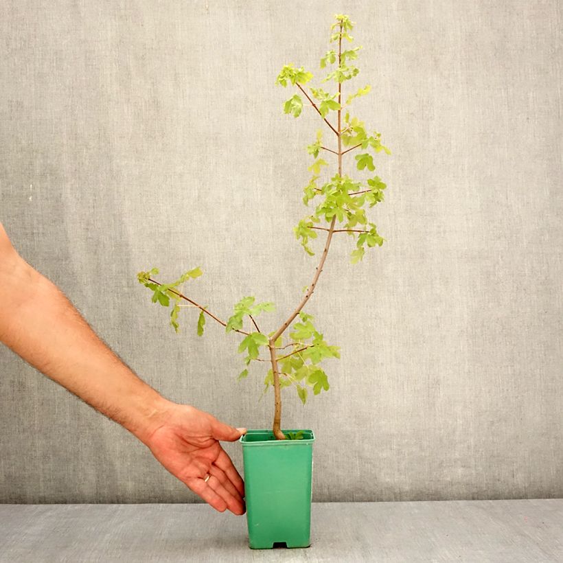 Exemplaar van Acer monspessulanum - Montpellier esdoorn Pot van 10 cm/11 cm zoals geleverd in de zomer
