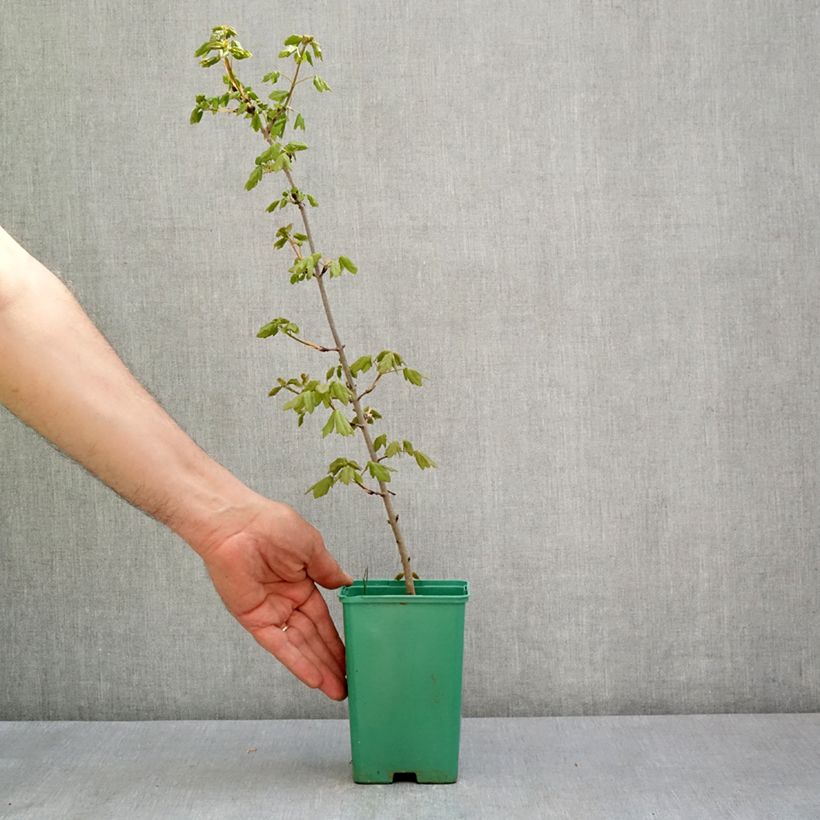 Exemplaar van Acer monspessulanum - Montpellier esdoorn Pot van 10 cm/11 cm zoals geleverd in de lente