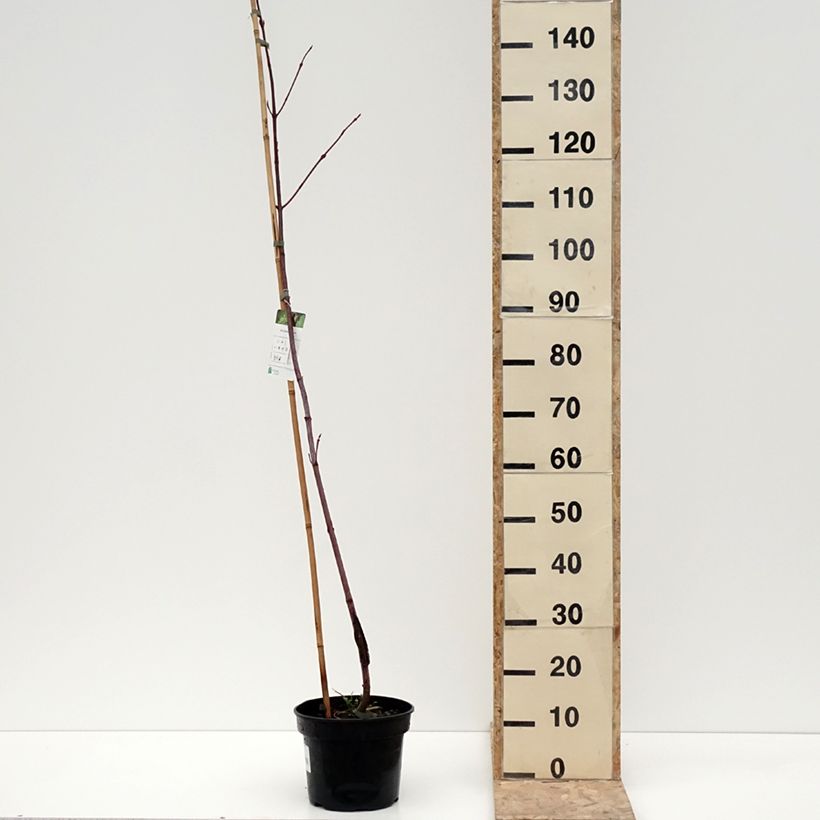 Exemplaar van Erable de Pennsylvanie - Acer pensylvanicum Pot de 4L/5L zoals geleverd in de winter