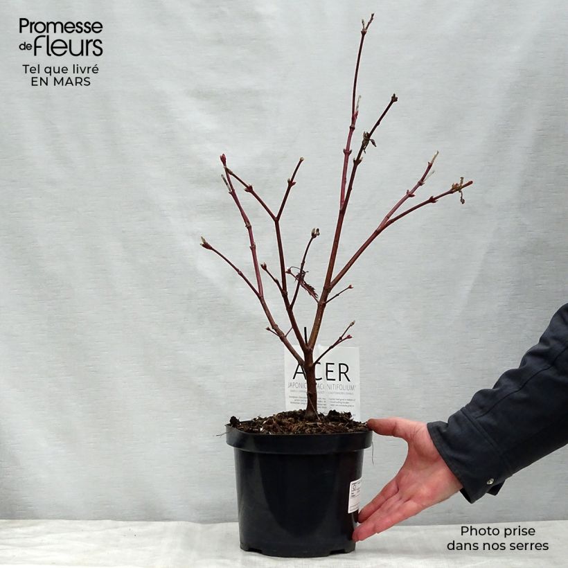 Example of Acer japonicum Aconitifolium - Japanse esdoorn Pot van 4 l/5 l as you get in printemps