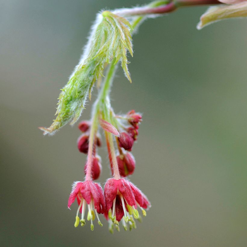 Acer japonicum Aconitifolium - Japanse esdoorn (Bloei)
