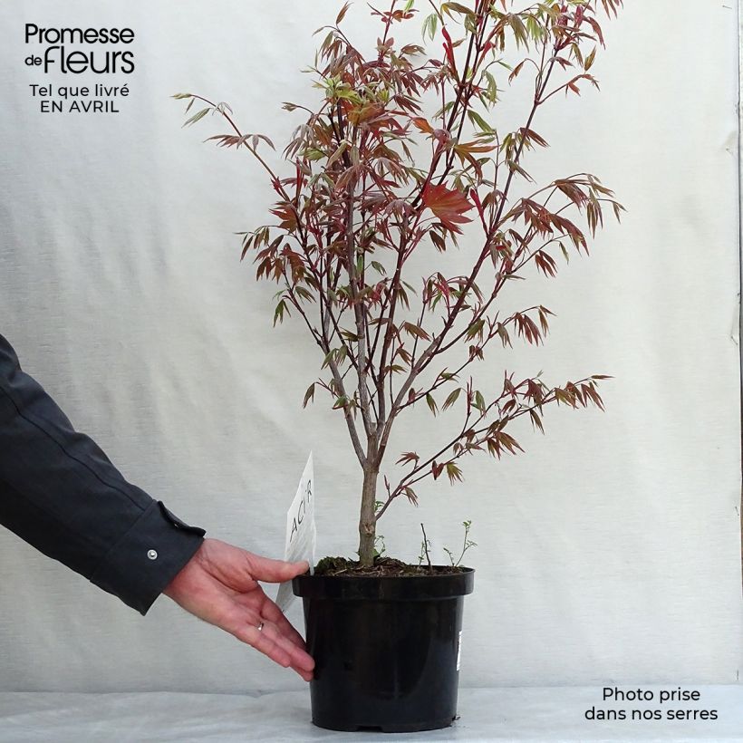 Example of Acer palmatum Atropurpureum - Japanse esdoorn Pot van 2 l/3 l as you get in printemps