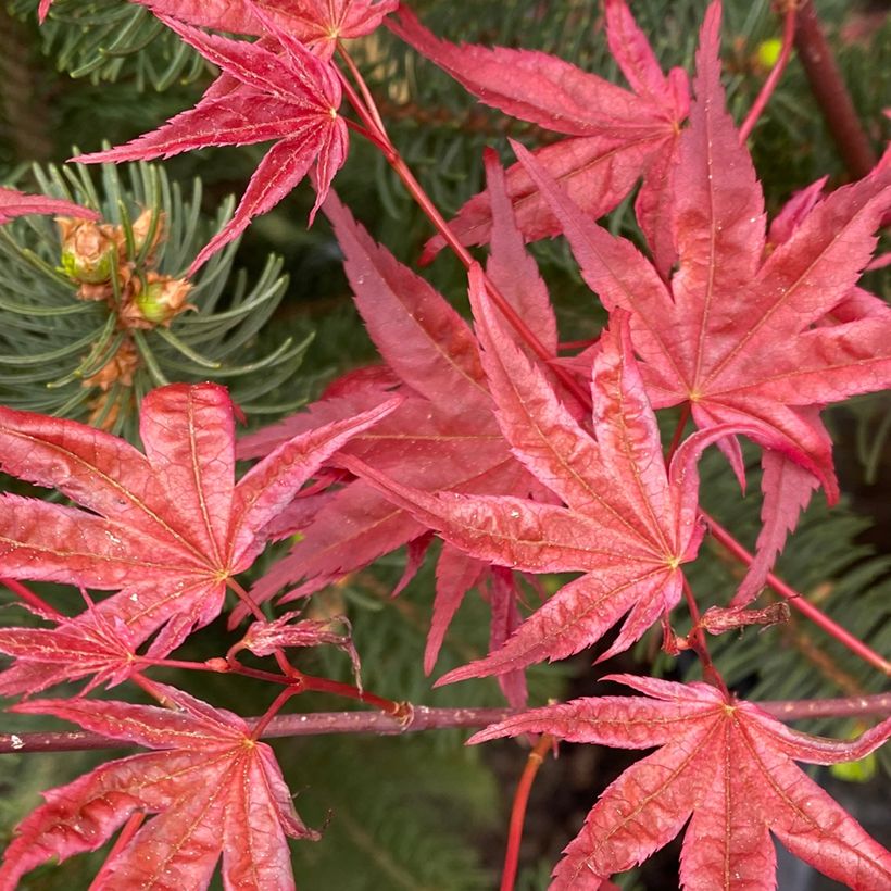 Acer palmatum Deshojo - Japanse esdoorn (Blad)