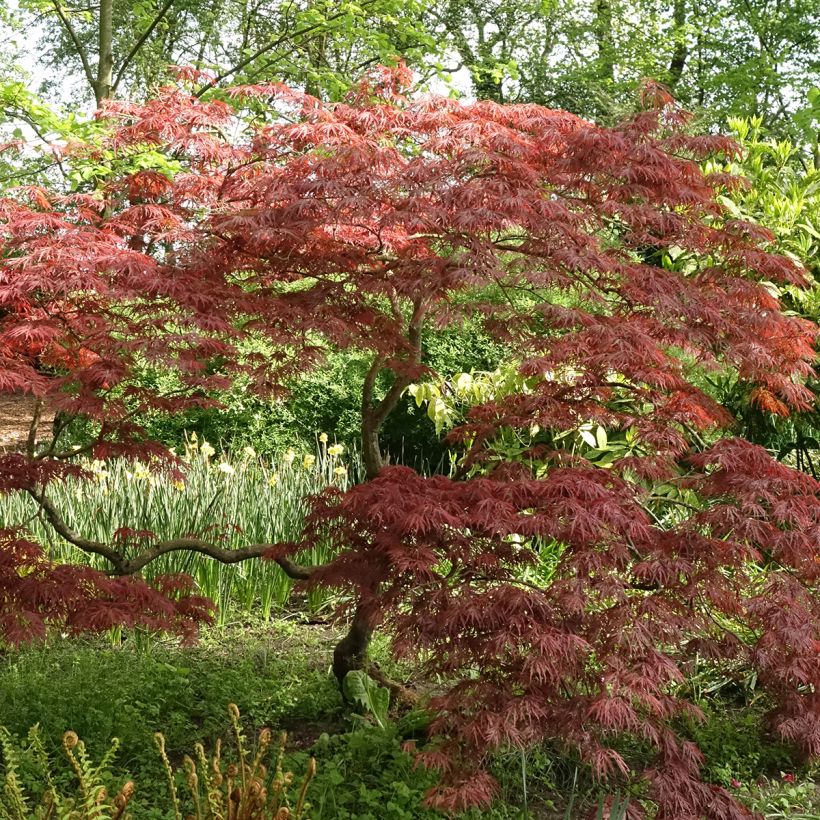 Acer palmatum Dissectum Garnet - Japanse esdoorn (Groeiplaats)
