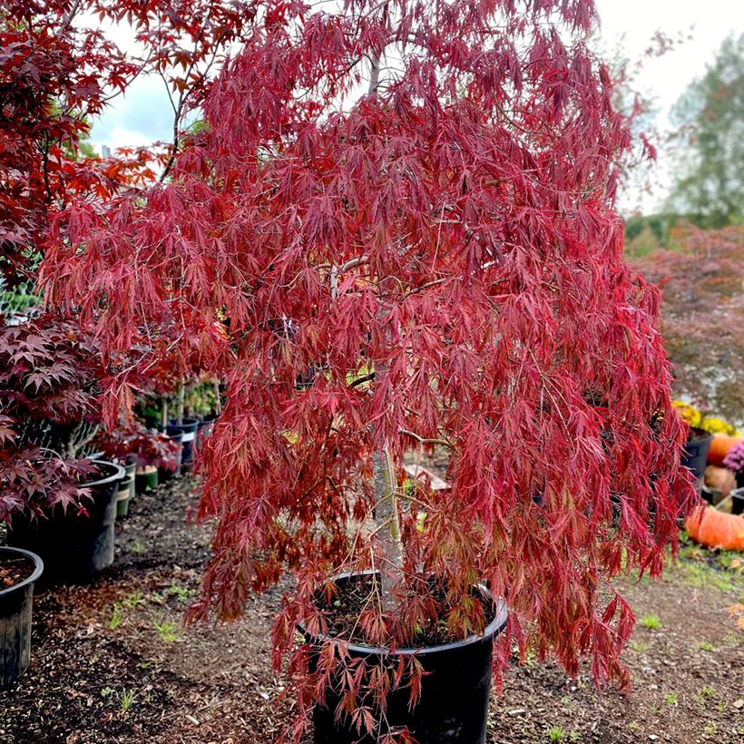 Acer palmatum Dissectum Tamukeyama - Japanse esdoorn (Groeiplaats)