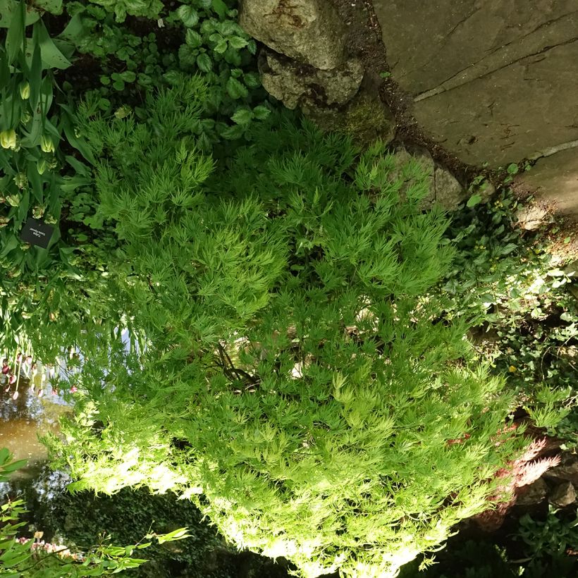 Acer palmatum Dissectum Viridis - Japanse esdoorn (Groeiplaats)