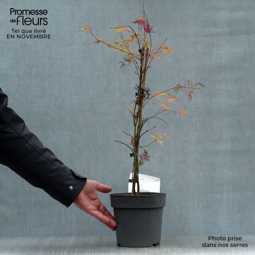 Exemplaar van Acer palmatum Emerald Lace - Japanse esdoorn Pot van 7,5 l/10 l zoals geleverd in de herfst