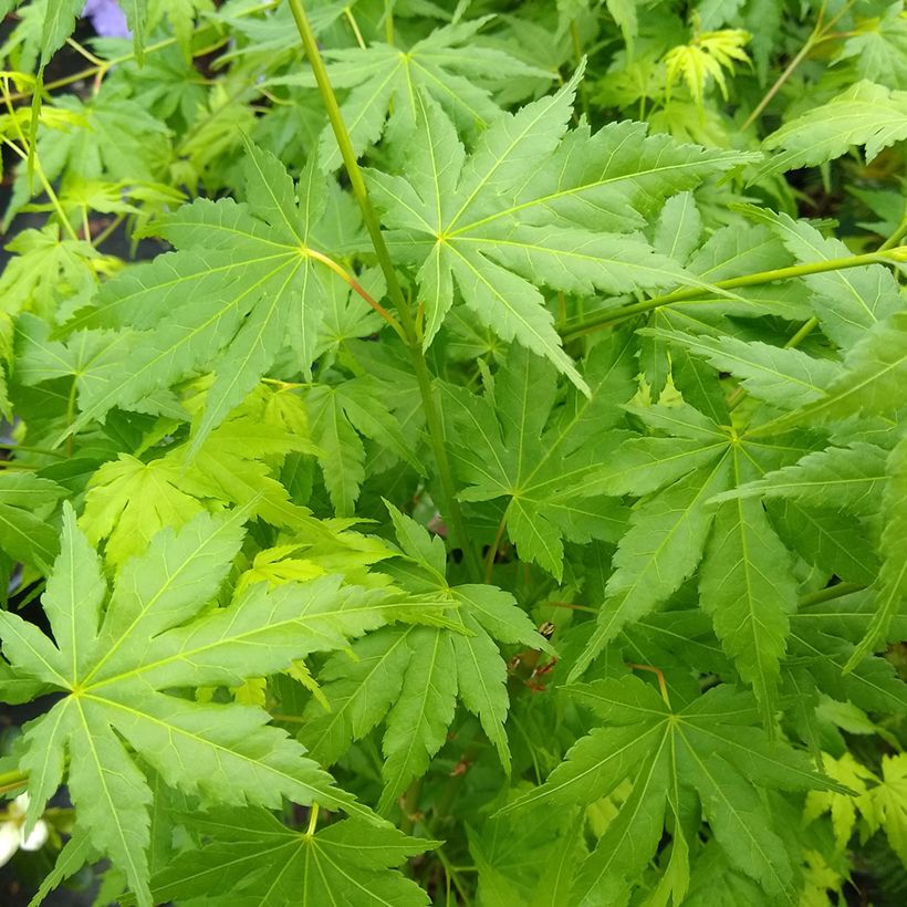 Acer palmatum Going Green - Japanse esdoorn (Blad)