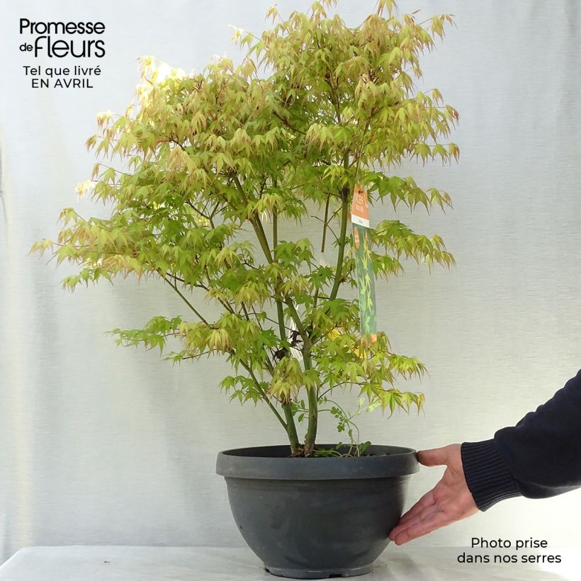 Example of Acer palmatum Katsura - Japanse esdoorn Inhoud 7,5 l / 10 l as you get in printemps