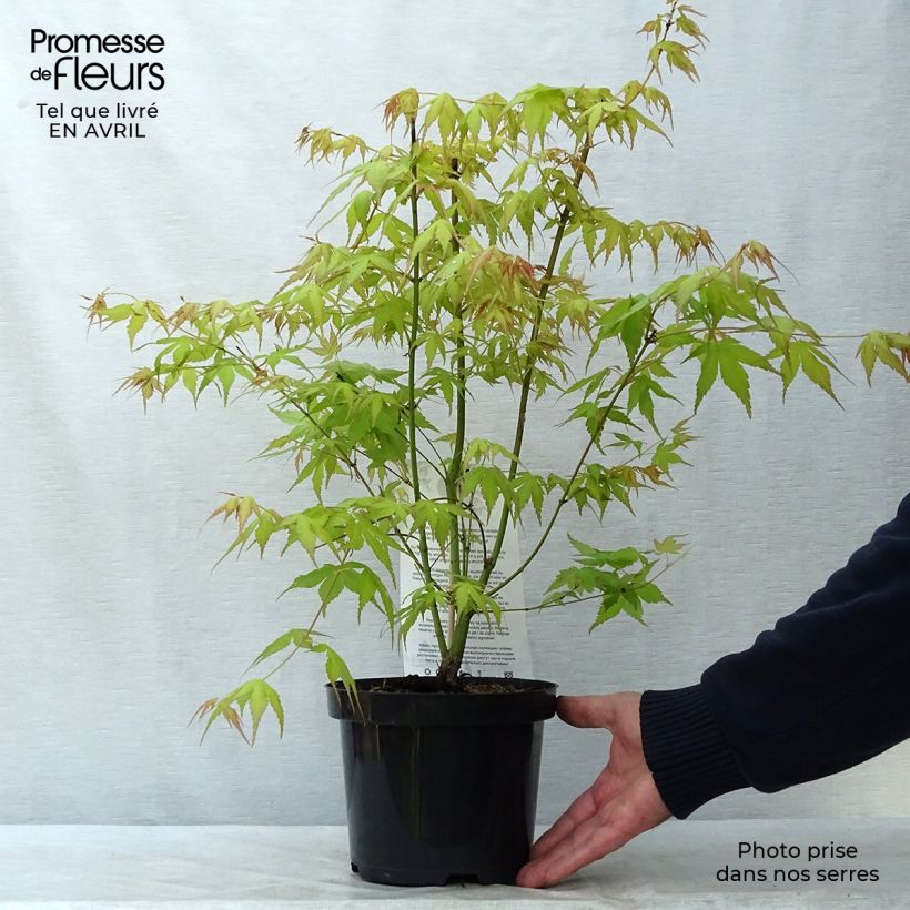 Example of Acer palmatum Katsura - Japanse esdoorn Pot van 2 l/3 l as you get in printemps