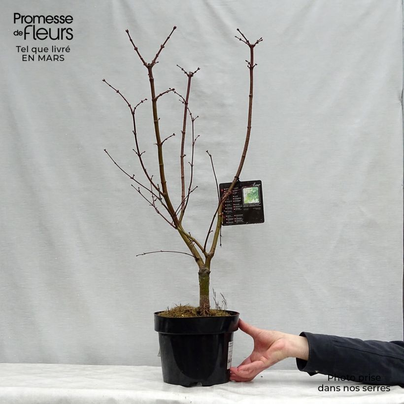 Exemplaar van Acer palmatum Osakazuki - Japanse esdoorn Pot van 3 l/4 l zoals geleverd in de lente