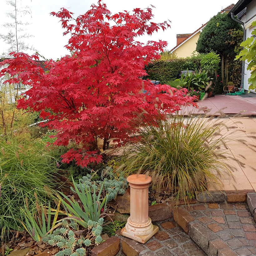 Acer palmatum Osakazuki - Japanse esdoorn (Groeiplaats)