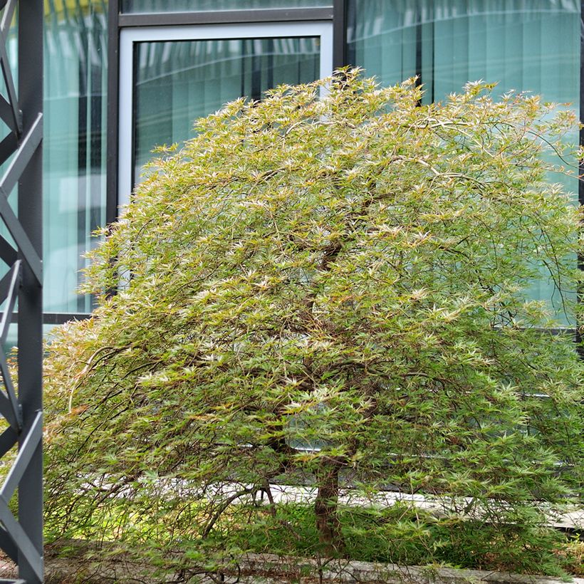 Acer palmatum Seiryu - Japanse esdoorn (Groeiplaats)