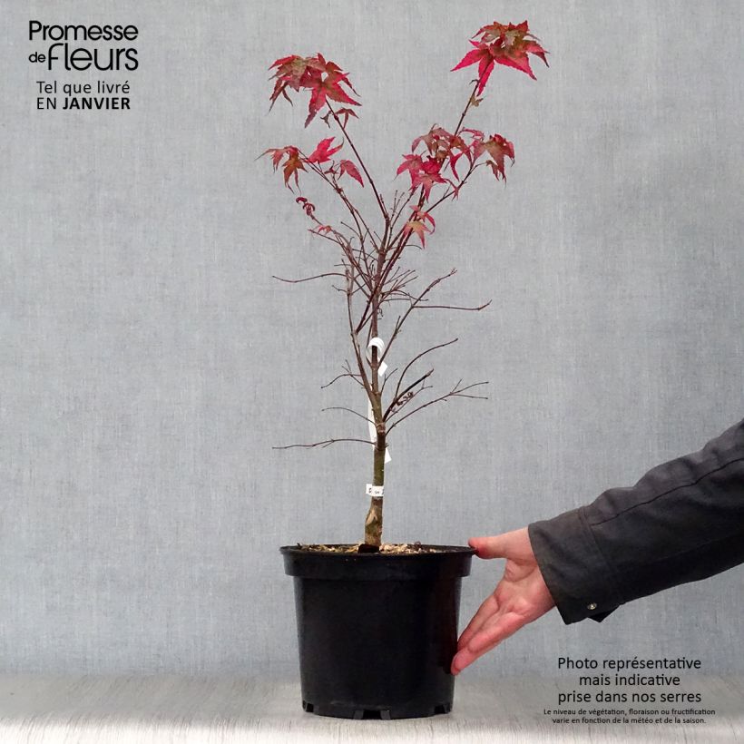 Exemplaar van Acer palmatum Shindeshojo - Japanse esdoorn Pot van 7,5 l/10 l zoals geleverd in de winter