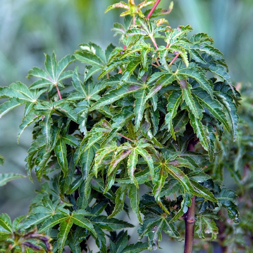 Acer palmatum Shishigashira - Japanse esdoorn (Blad)