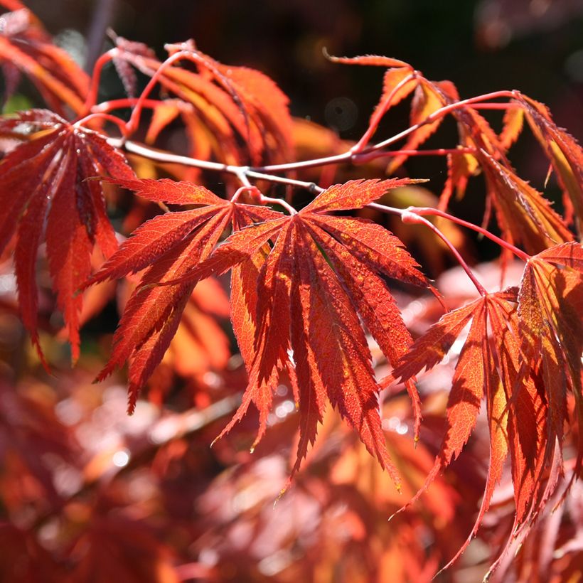 Acer palmatum Trompenburg - Japanse esdoorn (Blad)