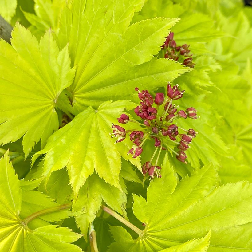 Acer shirasawanum Aureum - Japanse goudesdoorn (Bloei)