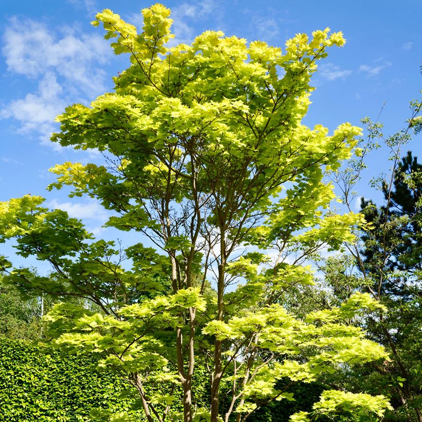 Acer shirasawanum Aureum - Japanse goudesdoorn (Groeiplaats)