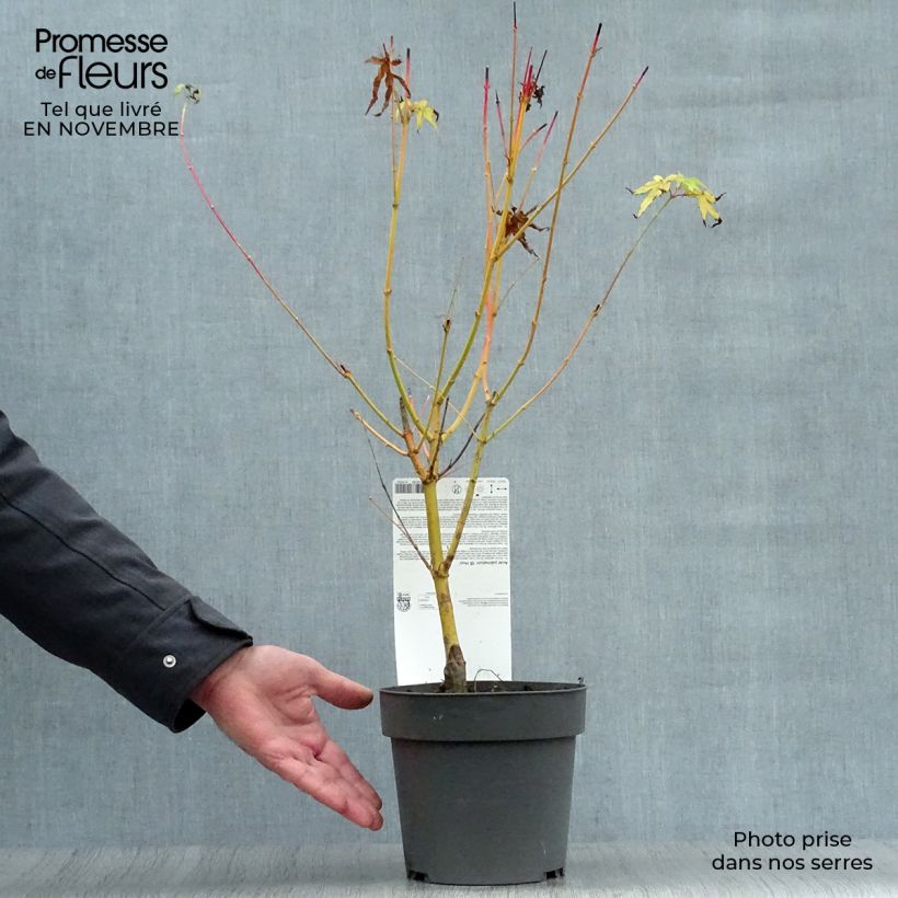Exemplaar van Acer palmatum Bi Hoo - Japanse esdoorn Pot van 2 l/3 l zoals geleverd in de herfst