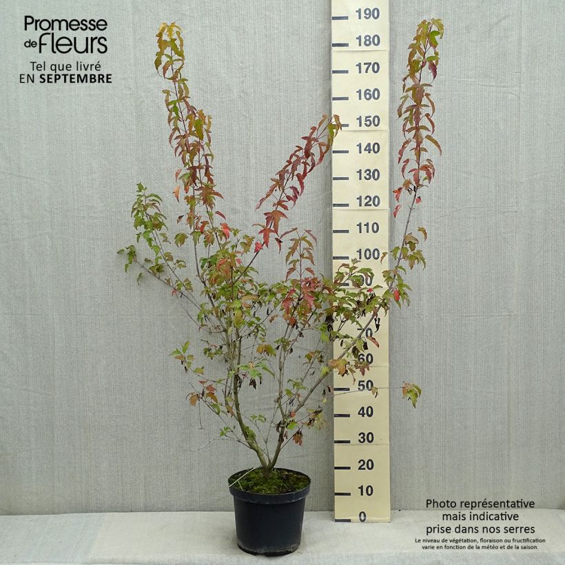 Exemplaar van Acer tataricum subsp. ginnala Bailey Compact - Amoer-esdoorn Pot van 7,5 l/10 l zoals geleverd in de zomer