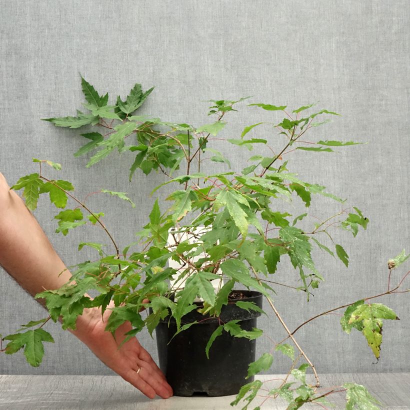 Exemplaar van Acer tataricum subsp. ginnala Bailey Compact - Amoer-esdoorn Pot van 3 l/4 l zoals geleverd in de zomer