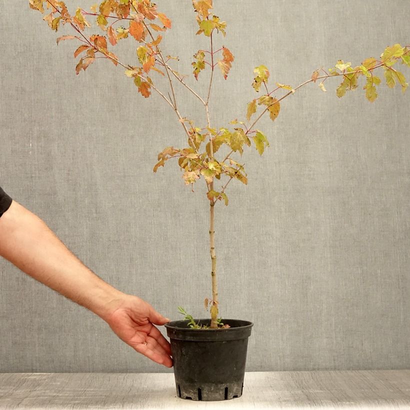 Exemplaar van Acer tataricum subsp. ginnala - Amoer-esdoorn Pot van 2 l/3 l zoals geleverd in de zomer