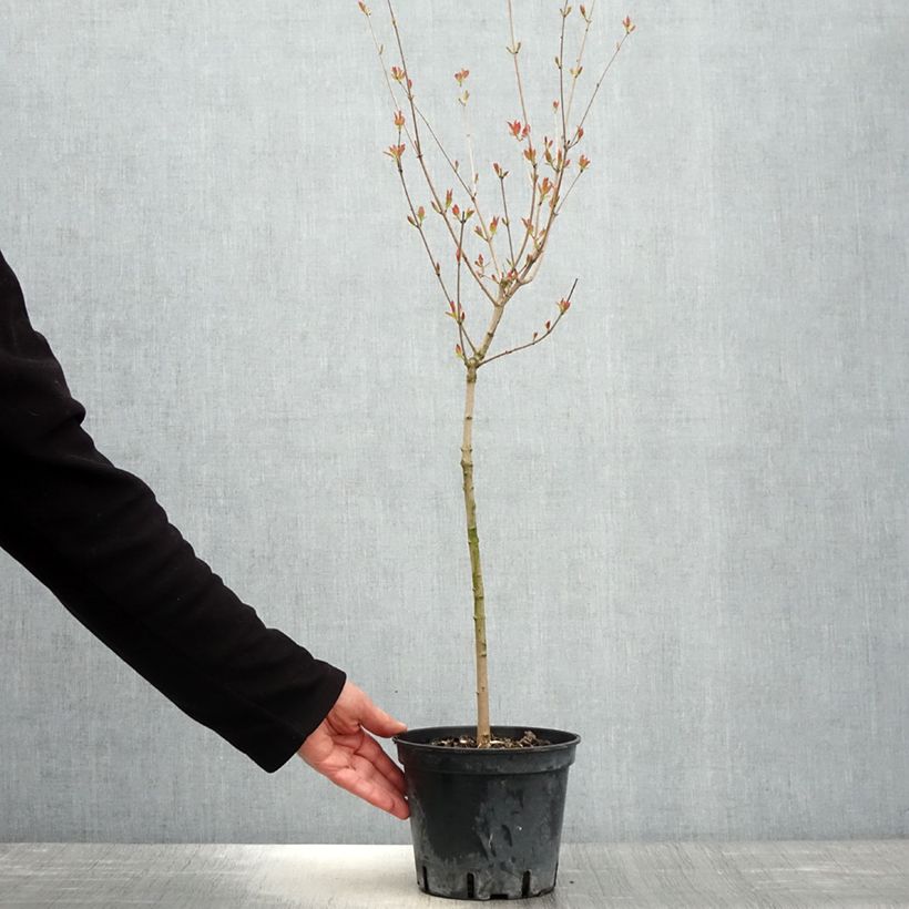 Exemplaar van Acer tataricum subsp. ginnala - Amoer-esdoorn Pot van 2 l/3 l zoals geleverd in de lente